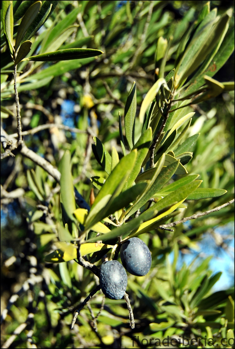 "Olea Europaea" (Olivo, Acebuche)